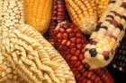 Colorful Corn (Maize)