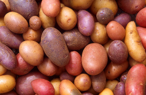 Colorful Potatoes